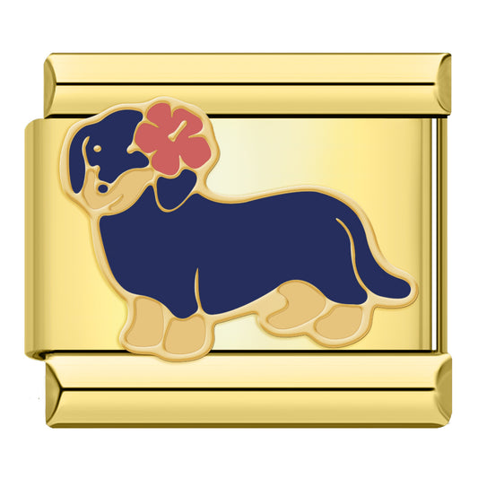 Dachshund
