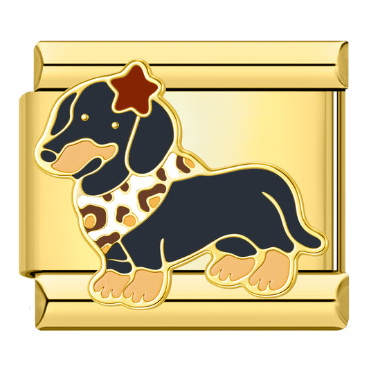 Dachshund with collar